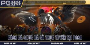 Cách cá cược đá gà trực tuyến tại PG88
