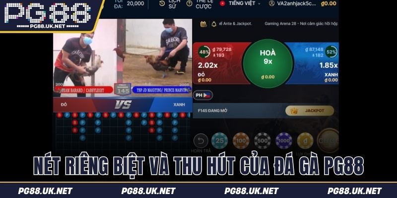 Nét riêng biệt và thu hút của đá gà PG88